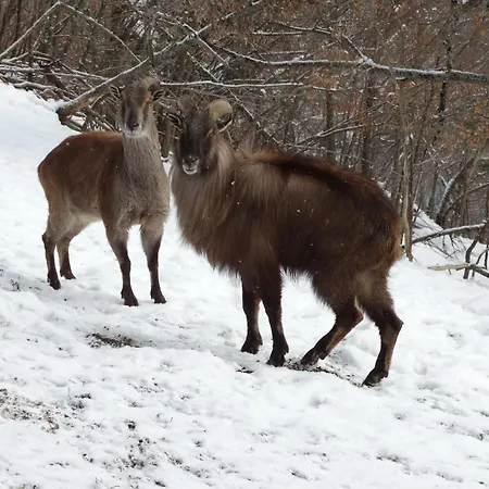 чудните мостове 2*