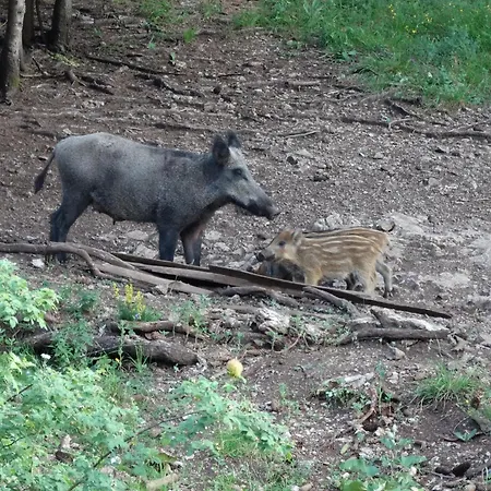 чудните мостове Gæstehus